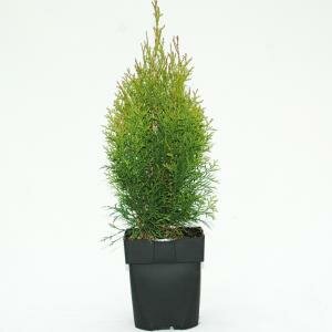 Thuja occ. 'Smaragd'
