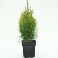 Thuja occ. 'Smaragd'