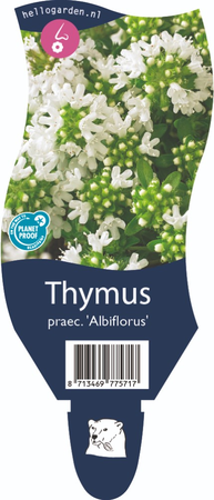 Thymus praecox Albiflorus P11