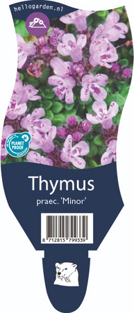 Thymus praecox 'Minor'