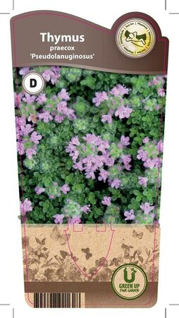 Thymus praecox 'Pseudolanuginosus'