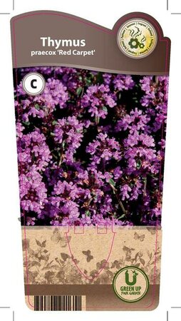 Thymus praecox 'Red Carpet'