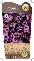 Thymus praecox 'Red Carpet'