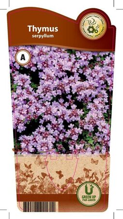 Thymus serpyllum