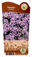 Thymus serpyllum