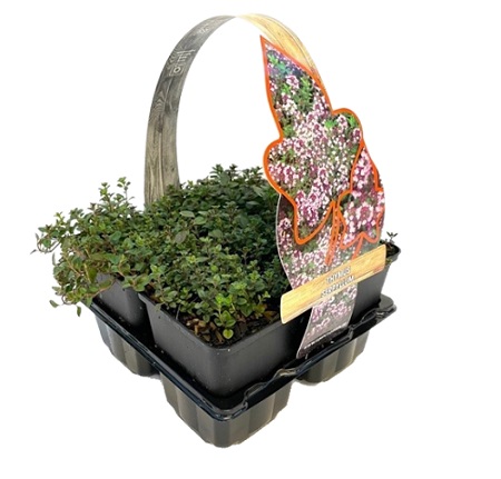 Thymus serpyllum 4-pack
