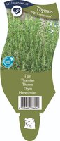 Thymus vulgaris 'Compactus'