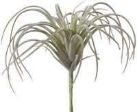 Tillandsia h11cm wit/groen (Zijde-plant)