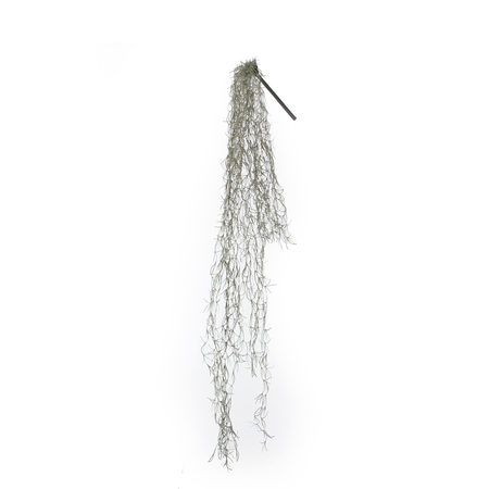 Tillandsia hang in pot l115cm groen (Zijde-plant)