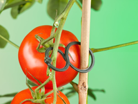Tomatenplantring d65mm - afbeelding 3