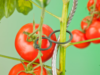 Tomatenplantring d65mm - afbeelding 4