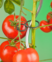 Tomatenplantring d65mm - afbeelding 5