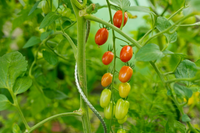 Tomatensteun spiraalvorm h150cm - afbeelding 2