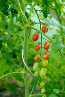 Tomatensteun spiraalvorm h150cm