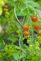 Tomatensteun spiraalvorm h150cm - afbeelding 3