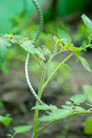 Tomatensteun spiraalvorm h150cm - afbeelding 5