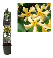 Trachelospermum j. 'Star of Tosc'®