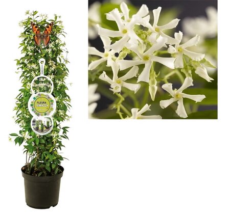 Trachelospermum jasminoides