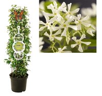 Trachelospermum jasminoides