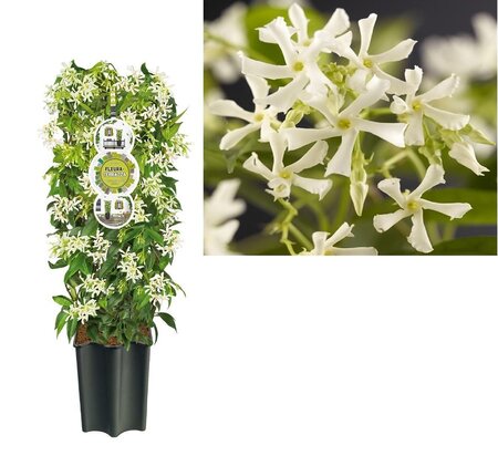 Trachelospermum jasminoides