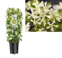 Trachelospermum jasminoides