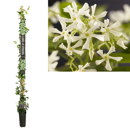 Trachelospermum jasminoides LS