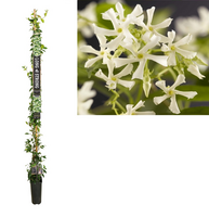 Trachelospermum jasminoides LS