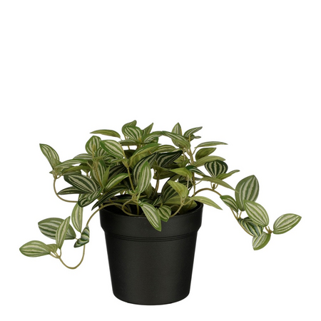 Tradescantia in pot d16h16cm groen