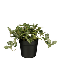 Tradescantia in pot d16h16cm groen