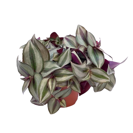 Tradescantia zebrina pot 12 cm