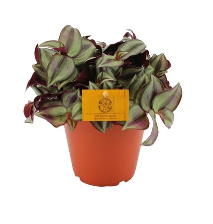 Tradescantia zebrina 'Purpusii'