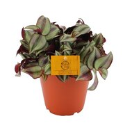 Tradescantia zebrina 'Purpusii'