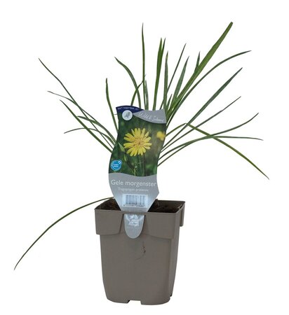 Tragopogon pratensis - afbeelding 1