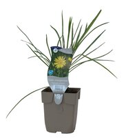 Tragopogon pratensis
