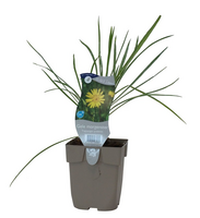 Tragopogon pratensis - afbeelding 2