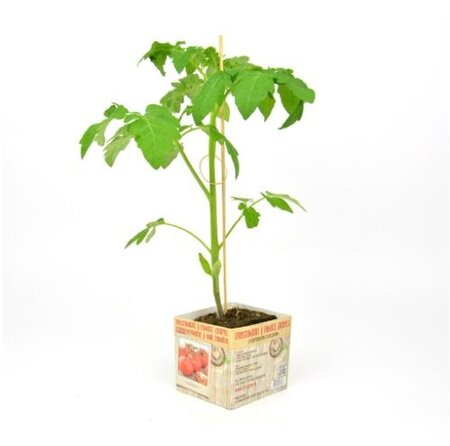 Trostomaat - afbeelding 1