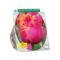 Tulipa amazing parrot 10st