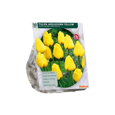 Tulipa apeldoorn g  darwin 10st