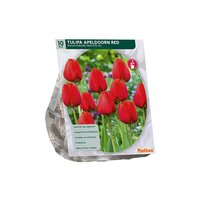 Tulipa apeldoorn rd darwin 10st