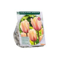Tulipa blushng imprssn darwn 10st