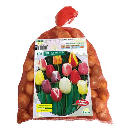 Tulipa darwin mix 100st