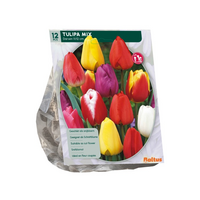 Tulipa darwin mix 12st