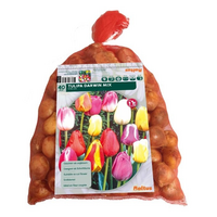 Tulipa darwin mix in gaasbaal 40st