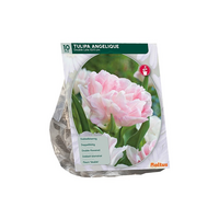 Tulipa dubbel laat angelique 10st