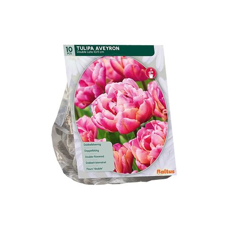 Tulipa dubbel laat aveyron 10st
