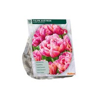 Tulipa dubbel laat aveyron 10st