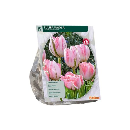 Tulipa dubbel laat finola 10st
