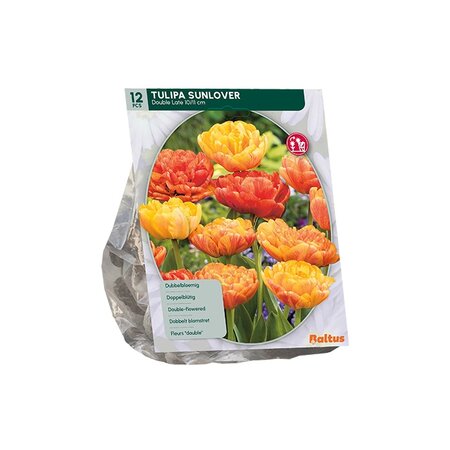 Tulipa dubbel laat sunlover 12st