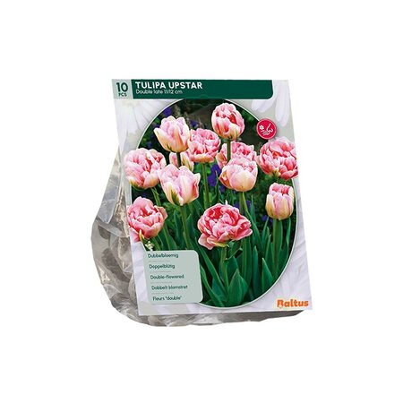 Tulipa dubbel laat upstar 10st