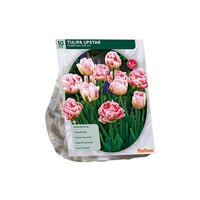 Tulipa dubbel laat upstar 10st